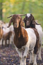 Herd of goats on autumn forest path, in front a curious goat, forest pasture project, compensation