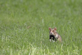 Field hamster (Cricetus cricetus), in a meadow, ensures attentive Vienna, Lower Austria, Austria,