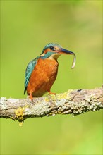 Common kingfisher (Alcedo atthis) with preyed fish sitting on a branch with autumncolours, wildife,