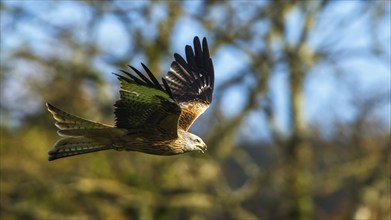 Red Kite, Milvus milvus, bird in flight