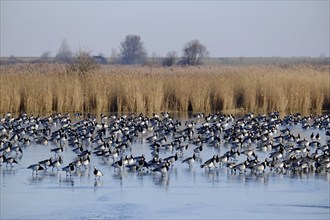 White-fronted Geese, Barnacle Geese (Branta leucopsis), NABU Bird Observation Centre, Krummhörn,