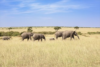 Family group with African bush elephants (Loxodonta africana) with young animals walking on a grass