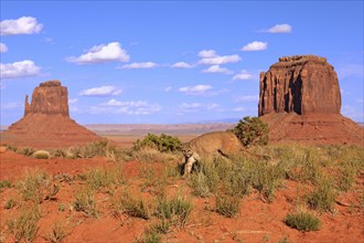 Cougar (Felis concolor), adult, rocks, alert, vigilant, Monument Valley, Utah, USA, North America