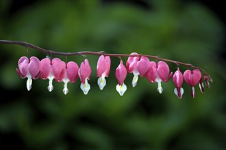 Watering heart (Dicentra spectabilis), flower, flowering, Germany, Europe