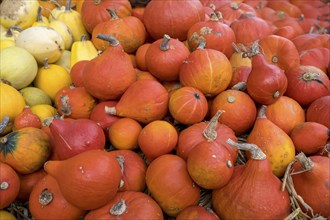 Market stall with pumpkins, Münsterland, North Rhine-Westphalia, Germany, Europe