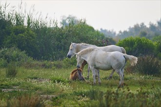 Two white Camargue horses with foals stand in a green meadow surrounded by plants. The sky is