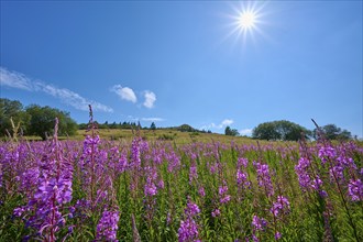 Blooming sally (Epilobium angustifolium), meadow in front of a hill under a clear sky, Abtsroder