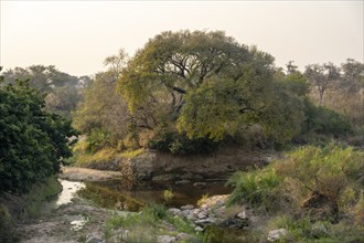 River landscape in the evening light, Kruger National Park, South Africa, Africa