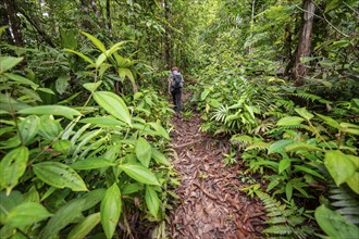 Young man on a hiking trail in the rainforest, tourist hiking in the tropical rainforest through