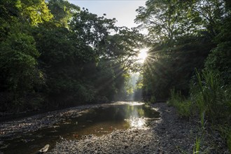 Atmospheric morning light with sun star and sun rays, at a stream in the tropical rainforest,