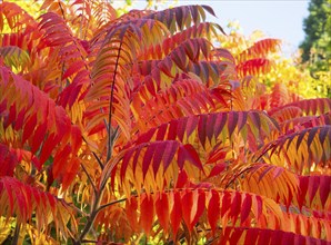 Stag's horn sumach (Rhus typhina), leaves in autumn colour, Hessen, Germany, Europe