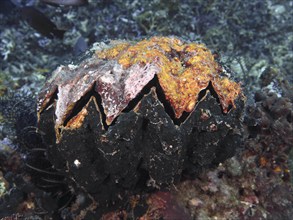 Giant grouper oyster (Hyotissa hyotis), mussel, on the seabed, impressive textures in orange and