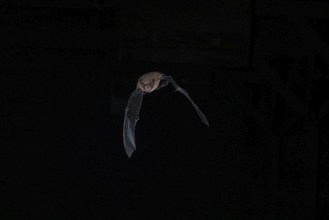 Common pipistrelle (Pipistrellus pipistrellus) hunting for insects at night, Brandenburg, Germany,