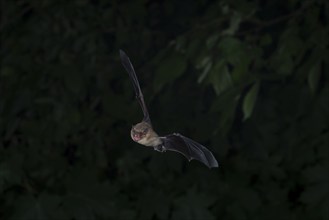 Common pipistrelle (Pipistrellus pipistrellus) hunting insects in front of deciduous forest,