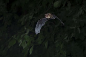 Common pipistrelle (Pipistrellus pipistrellus) hunting insects in front of deciduous forest,