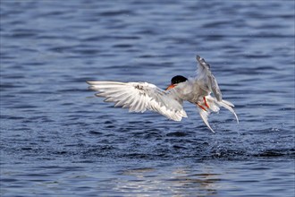 Common tern (Sterna hirundo) adult in breeding plumage in flight after taking off from water along