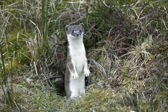 Stoat, ermine, short-tailed weasel (Mustela erminea) in summer coat leaving burrow