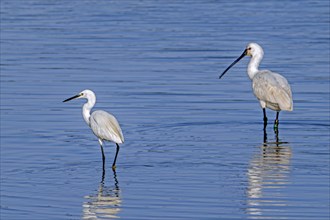 Little egret (Egretta garzetta) and Eurasian spoonbill, common spoonbill (Platalea leucorodia)