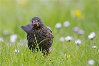 Common blackbird, Eurasian blackbird (Turdus merula) female foraging in grassland, meadow with