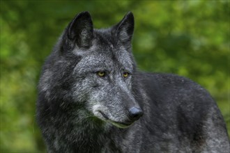 Black Northwestern wolf, Mackenzie Valley wolf, Alaskan timber wolf, Canadian timber wolf (Canis