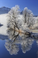 Trees with hoarfrost reflected in river in front of mountains, sun, winter, Lake Kochel, foothills