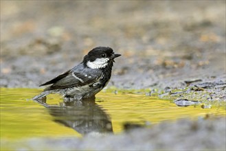 Coal tit (Periparus ater, Parus ater) bathing in water from pond, rivulet, Germany, Europe