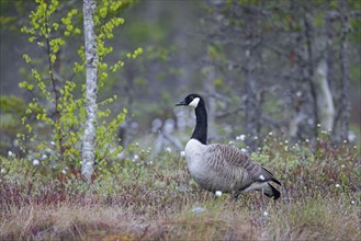 Canada goose, Canadian goose (Branta canadensis) resting in the taiga in spring, Sweden,