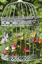 Purslane flowers in a flower basket, Bavaria, Germany, Europe