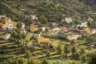 Cultural landscape with palm trees in Valle Gran Rey, La Gomera, Canary Islands, Spain, Europe