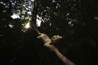 Leaf-tailed gecko (Uroplatus sikorae) in the rainforests of Analamazaotra National Park, eastern