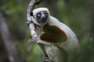 Coquerell Sifaka (Propithecus coquerelli) in the forests of Ankarafantsika National Park West