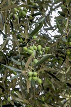 Close-up of an olive tree with green olives and leaves, Apulia, Italy, Europe