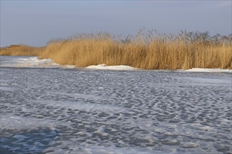 Reed belt on frozen Lake Neusiedl, Illmitz, National Park, Seewinkel, Burgenland, Austria, Europe