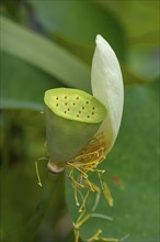 Seed capsule of a lotus (Nelumbo), Botanical Garden, Erlangen, Middle Franconia, Bavaria, Germany,