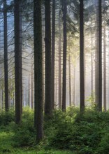 Spruce forest with natural regeneration, sun shining through morning fog, Thuringian Forest,