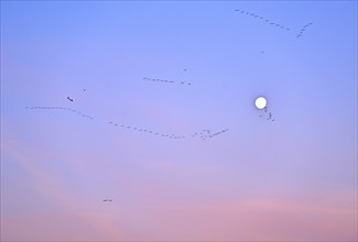 White-fronted goose (Anser albifrons), a flock of wild geese flies in the dawn in front of the full