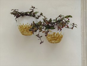 Two ceramic pots with green plants as decoration on a house facade, Martina Franca, Apulia,