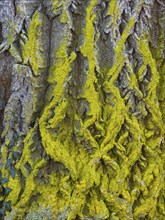 Yellow Lichen, covering the bark of an old Ash tree (Fraxinus excelsior), Hesse, Germany, Europe