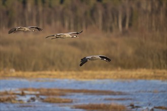 Crane (Grus grus), Hornborgorsjön, Sweden, Europe