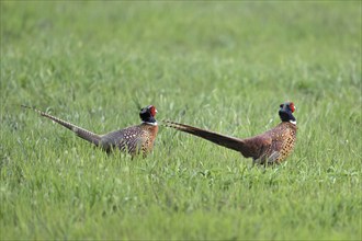 Two pheasants or hunting pheasants (Phasianus colchicus), male running in meadow, Lake Neusiedl