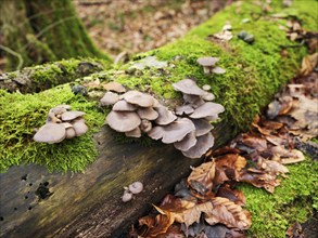 Oyster mushroom (Pleurotus ostreatus), Switzerland, Europe