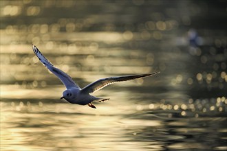 Black-headed Black-headed Gull (Larus ridibundus), approaching over water, evening light, Lake Zug,