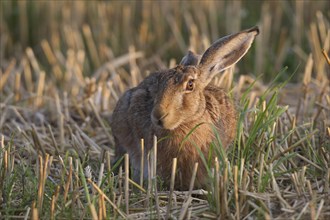 European hare (Lepus europaeus) in a stubble field, Lower Austria, Austria Lower Austria, Austria,