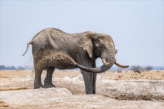 African elephant (Loxodonta africana), bathing at a waterhole, spraying water from its trunk, Nxai