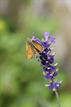 Large skipper (Ochlodes venatus), collecting nectar from a flower of Common lavender (Lavandula