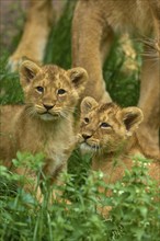 Two lion cubs sitting in the green grass, curious and attentive, captive, Germany, Europe