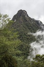 Cocora Valley, Salento, Quindio, Colombia, South America