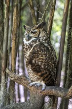 South American great horned owl (Bubo virginianus nacurutu), Aviario Nacional de Colombia, Via