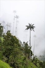 Quindio wax palm (ceroxylon quindiuense), Cocora Valley, Salento, Quindio, Colombia, South America