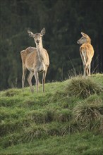 Red deer (Cervus elaphus) female with calf, Allgäu, Bavaria, Germany, Allgäu/Bavaria, Germany,